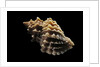 Nucella lamellosa by Anonymous