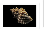 Nucella lamellosa by Anonymous