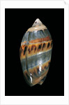 Olivancillaria gibbosa by Anonymous
