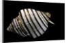 Opeatostoma pseudodon by Anonymous