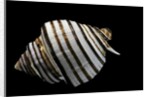 Opeatostoma pseudodon by Anonymous