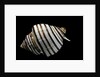 Opeatostoma pseudodon by Anonymous