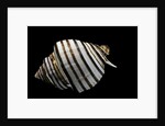 Opeatostoma pseudodon by Anonymous