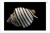 Opeatostoma pseudodon by Anonymous