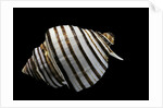 Opeatostoma pseudodon by Anonymous