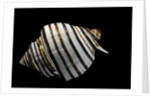 Opeatostoma pseudodon by Anonymous