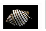 Opeatostoma pseudodon by Anonymous