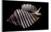 Opeatostoma pseudodon by Anonymous
