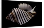 Opeatostoma pseudodon by Anonymous
