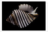 Opeatostoma pseudodon by Anonymous