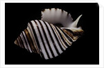 Opeatostoma pseudodon by Anonymous