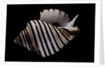 Opeatostoma pseudodon by Anonymous