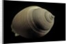 Phalium craticulatum by Anonymous
