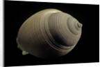 Phalium craticulatum by Anonymous