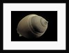Phalium craticulatum by Anonymous