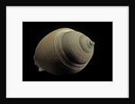 Phalium craticulatum by Anonymous