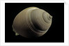 Phalium craticulatum by Anonymous