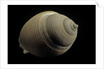 Phalium craticulatum by Anonymous