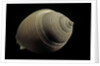 Phalium craticulatum by Anonymous