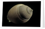 Phalium craticulatum by Anonymous