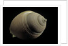 Phalium craticulatum by Anonymous