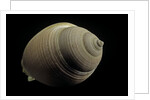 Phalium craticulatum by Anonymous