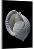 Phalium umbilicatum by Anonymous