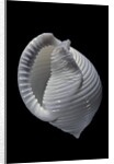 Phalium umbilicatum by Anonymous
