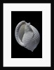 Phalium umbilicatum by Anonymous
