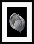Phalium umbilicatum by Anonymous