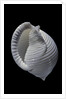 Phalium umbilicatum by Anonymous