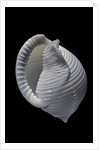 Phalium umbilicatum by Anonymous