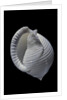 Phalium umbilicatum by Anonymous