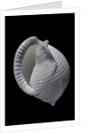 Phalium umbilicatum by Anonymous