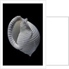 Phalium umbilicatum by Anonymous