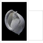 Phalium umbilicatum by Anonymous