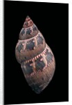 Phasianella australis by Anonymous