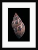 Phasianella australis by Anonymous