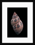 Phasianella australis by Anonymous