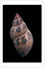Phasianella australis by Anonymous