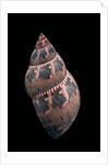 Phasianella australis by Anonymous