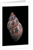 Phasianella australis by Anonymous