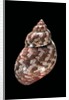 Phasianella australis by Anonymous