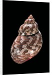 Phasianella australis by Anonymous
