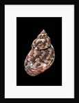 Phasianella australis by Anonymous