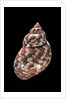 Phasianella australis by Anonymous