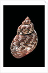 Phasianella australis by Anonymous