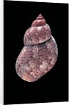 Phasianella australis by Anonymous
