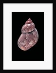 Phasianella australis by Anonymous