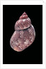 Phasianella australis by Anonymous